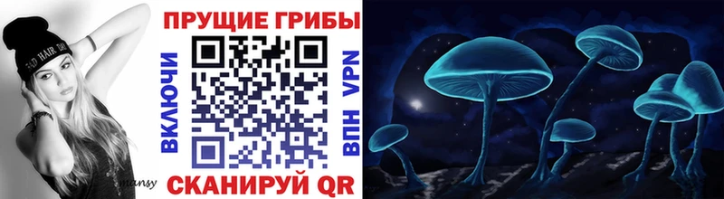 наркота Волосово Псилоцибиновые грибы Psilocybine cubensis